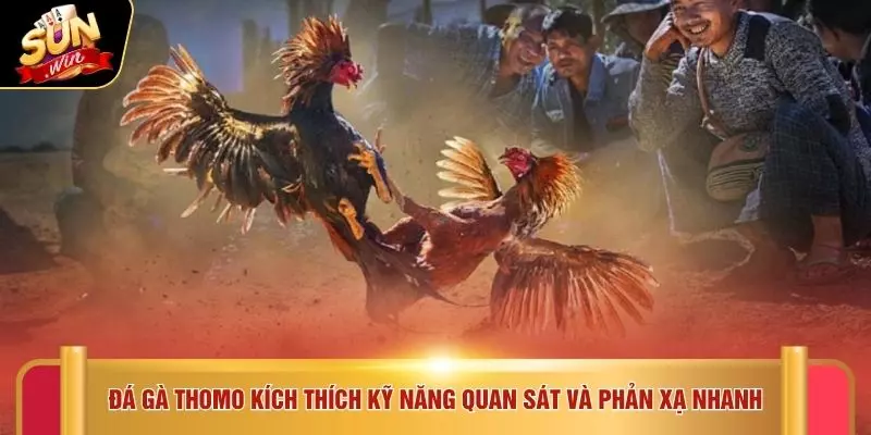 Đá gà thomo kích thích kỹ năng quan sát và phản xạ nhanh