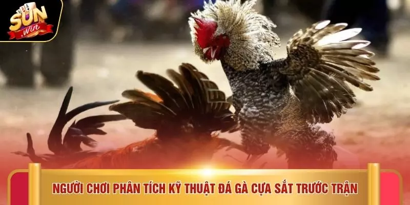 Người chơi phân tích kỹ thuật đá gà cựa sắt trước trận